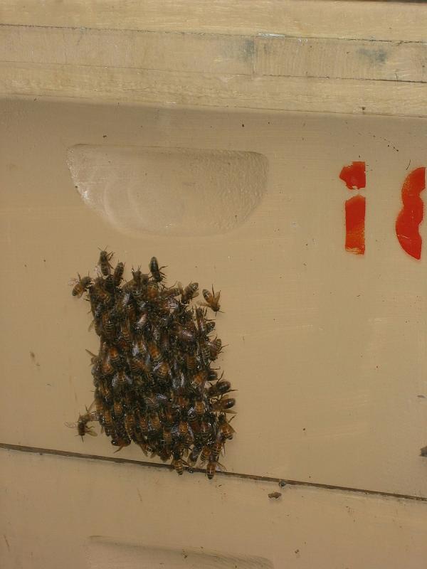 Bees Ready to Swarm 02.jpg