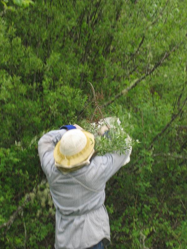 Shad Collecting Bees 07.jpg
