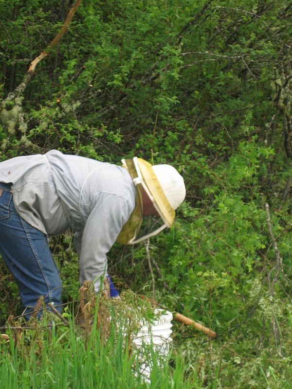 Shad Collecting Bees 08.jpg