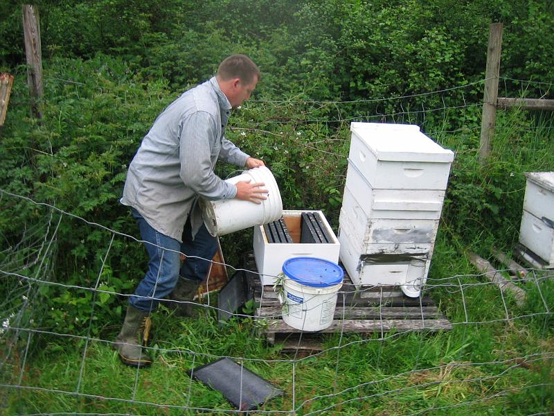 Shad Collecting Bees 09.jpg