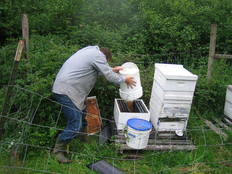 Shad Collecting Bees 10.jpg