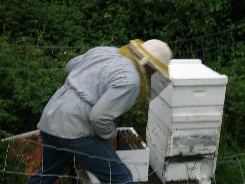 Shad Collecting Bees 11.jpg