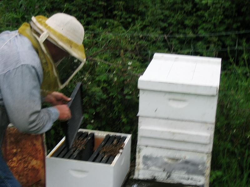 Shad Collecting Bees 12.jpg