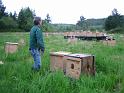 Bee Hives