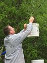 Shad Collecting Bees 05