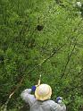 Shad Collecting Bees 06