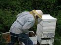 Shad Collecting Bees 11