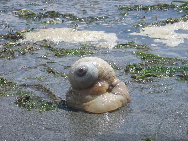 (02) Snail.jpg