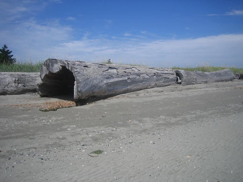 (06) Driftwood.jpg