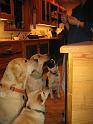 (12) The Dogs