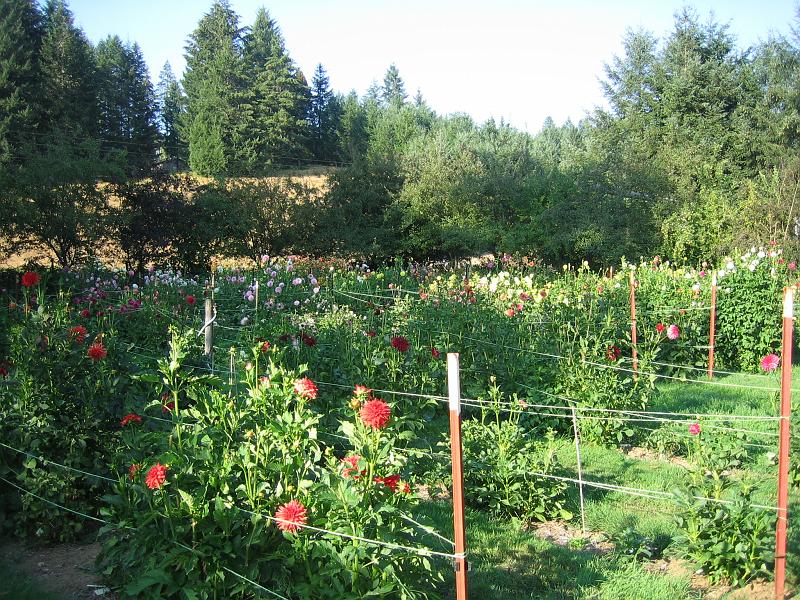 (01) Dahlia Farm.jpg