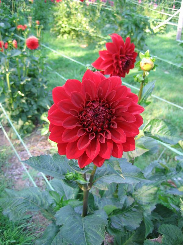 (02) Dahlia.jpg