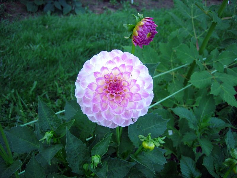 (04) Dahlia.jpg