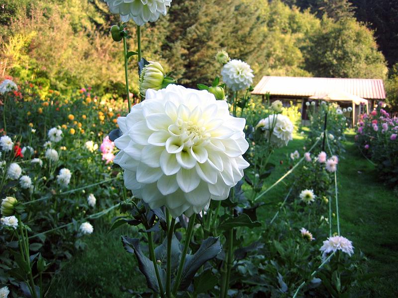 (06) Dahlia.jpg