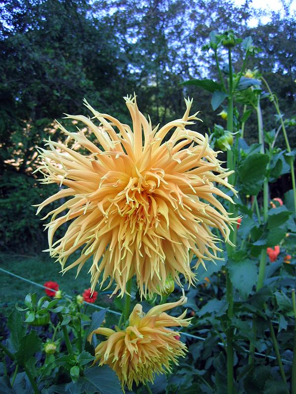 (07) Dahlia.jpg