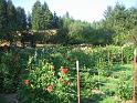 (01) Dahlia Farm
