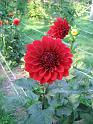 (02) Dahlia