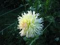 (08) Dahlia