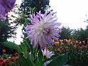 (10) Dahlia