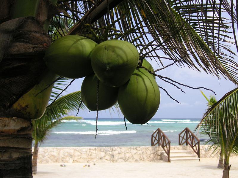 (14) Coconuts.jpg