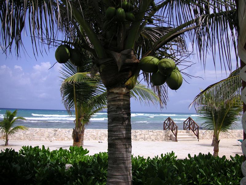 (15) More Coconuts.jpg - KONICA MINOLTA DIGITAL CAMERA