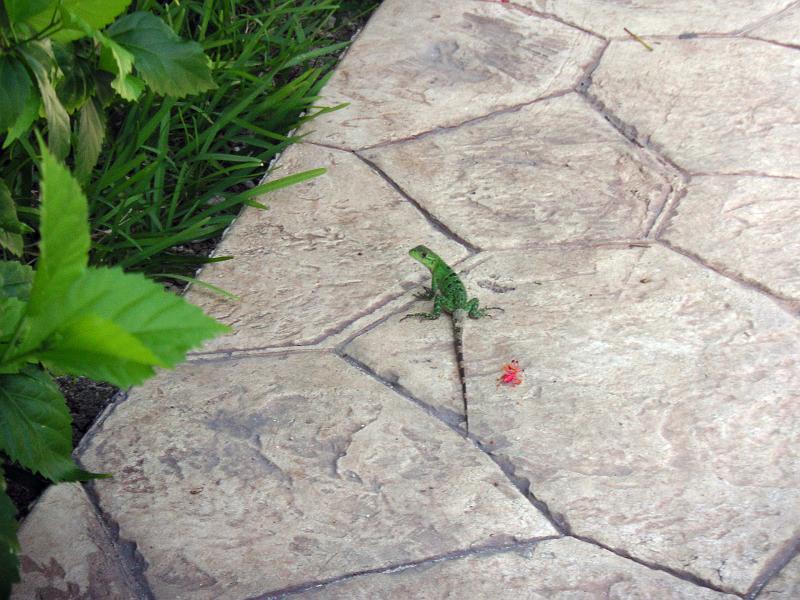 (32) Little Lizzard.jpg - KONICA MINOLTA DIGITAL CAMERA