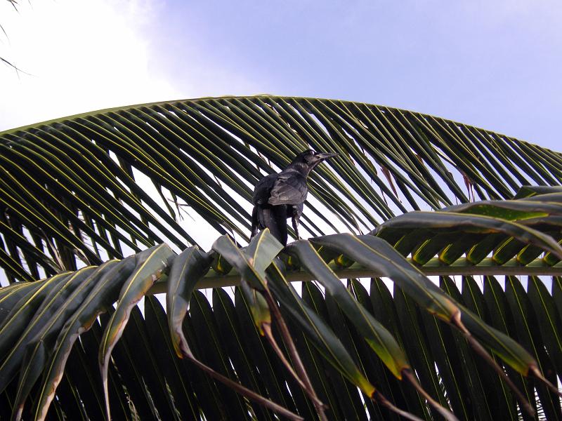 (34) Carribean Crow.jpg - KONICA MINOLTA DIGITAL CAMERA