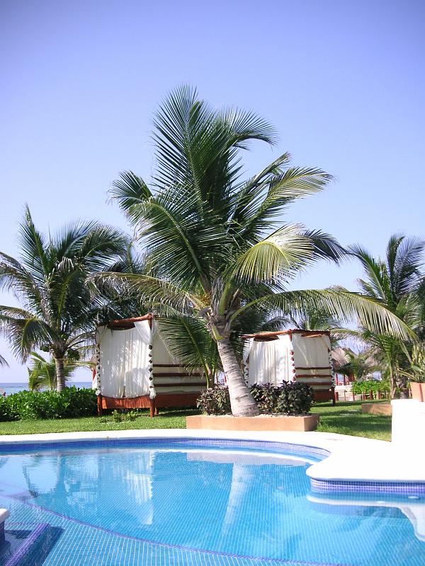 (49) Our Palm Tree.jpg