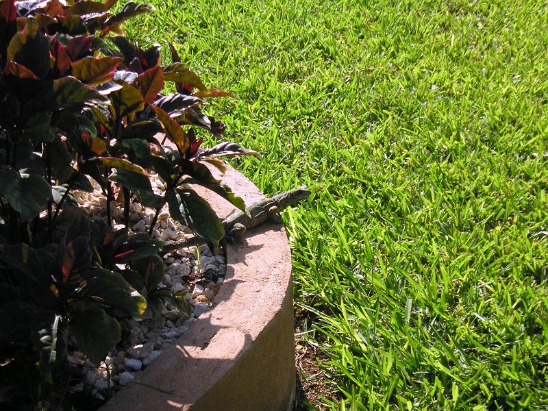 (58) Our Lizard.jpg - KONICA MINOLTA DIGITAL CAMERA