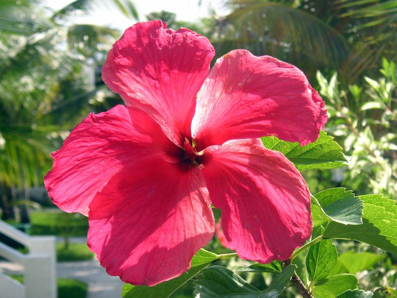 (69) More Hibiscus.jpg - KONICA MINOLTA DIGITAL CAMERA