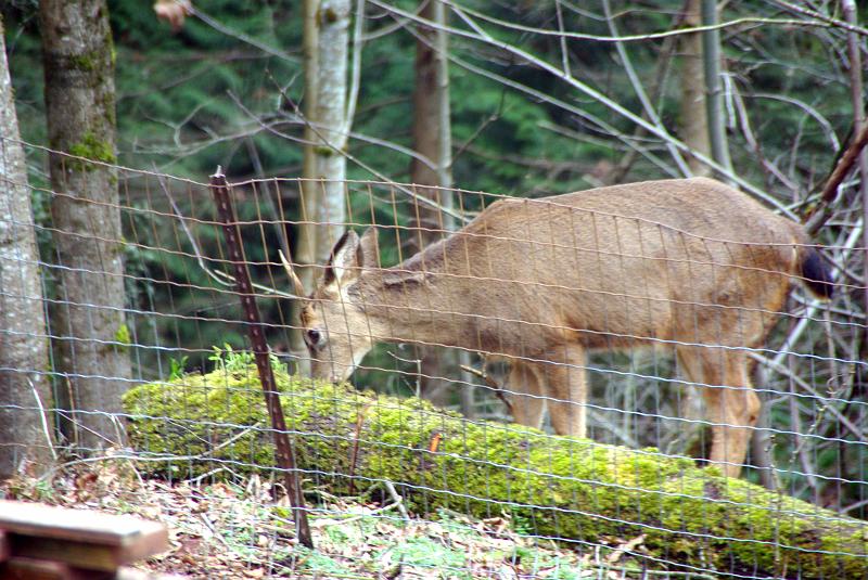 (31) deer behind house.jpg