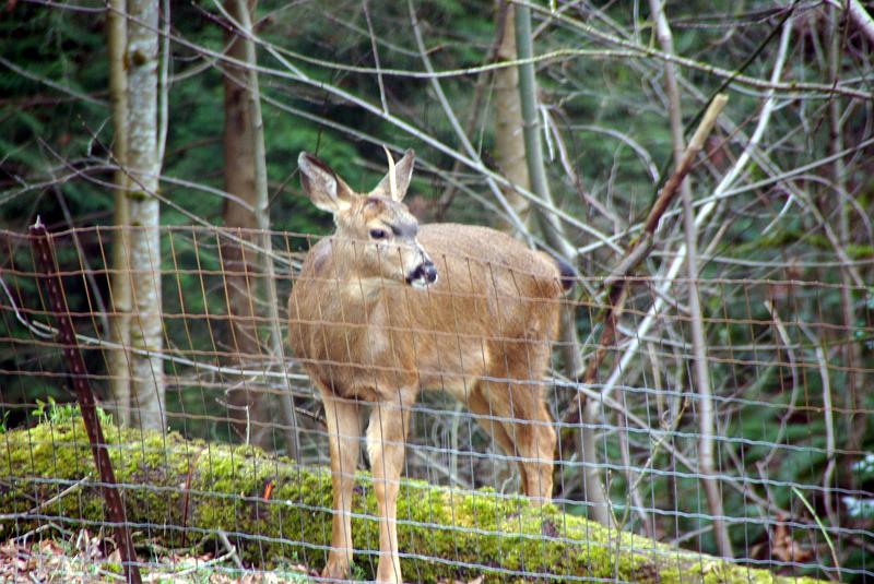 (32) deer behind house.jpg