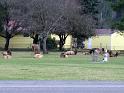 (13) Elk in the Town