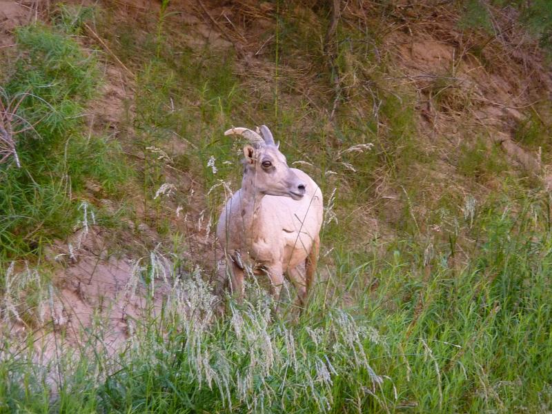 (023) Big Horn Sheep.jpg