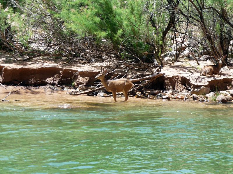 (124) Mule Deer.jpg
