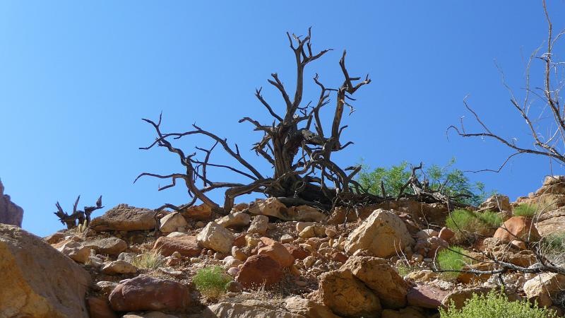 (165) Dead Juniper Tree.jpg