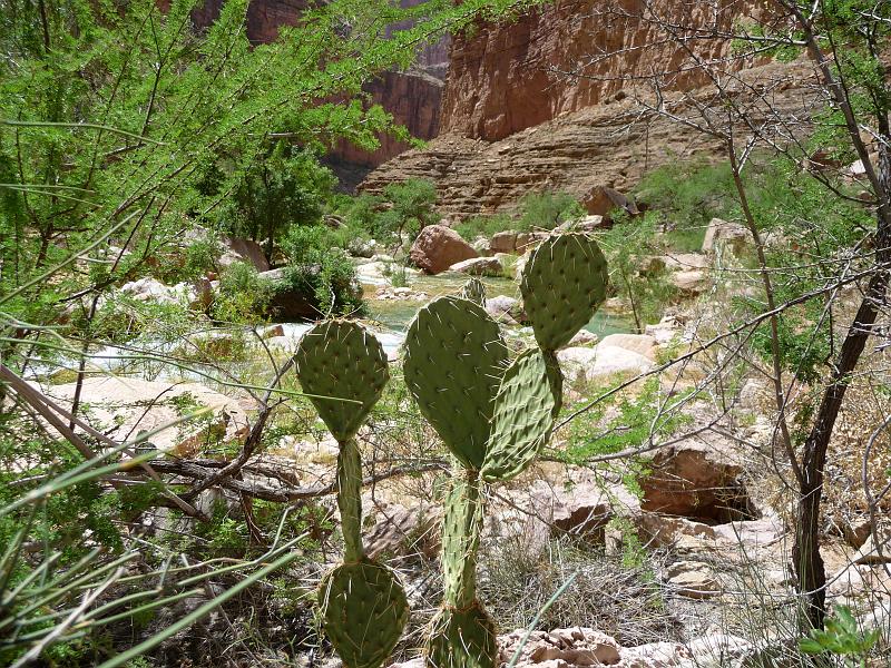 (289) Beavertail Cactus at Havasu Creek.jpg