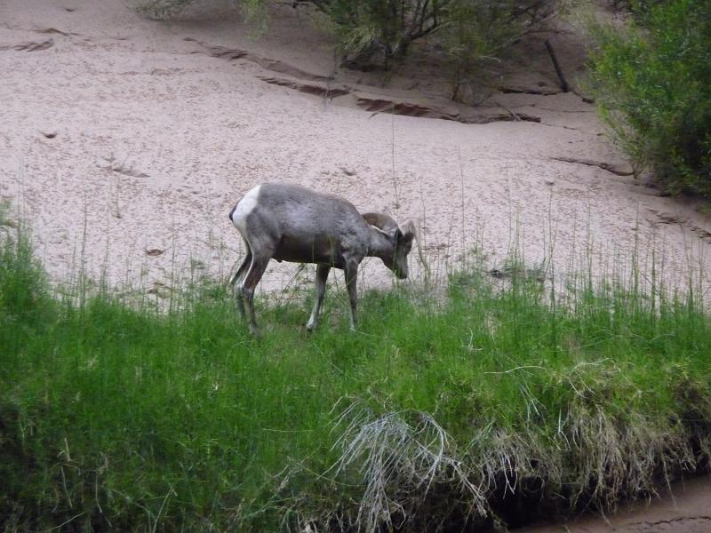 (298) Big Horn Sheep.jpg