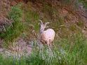 (022) Big Horn Sheep
