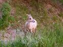 (023) Big Horn Sheep