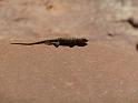 (055) Lounging Lizard