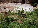 (061) Big Horn Sheep at Vasey´s Paradise