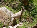 (066) Big Horn Sheep at Vasey´s Paradise