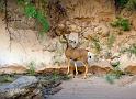 (090) Mule Deer