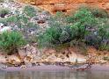 (091) Mule Deer