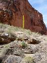 (101) Agave in Saddle Canyon