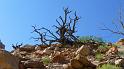 (165) Dead Juniper Tree