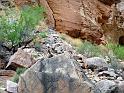 (254) Big Horn Sheep