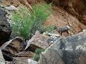 (255) Big Horn Sheep