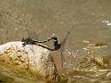 (276) Mating Dragonflies